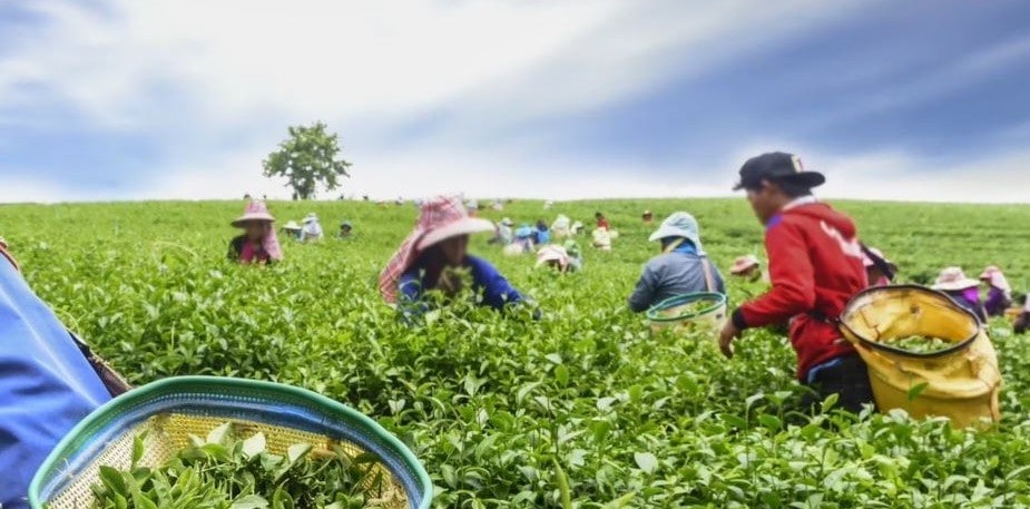 Different Types of Tea